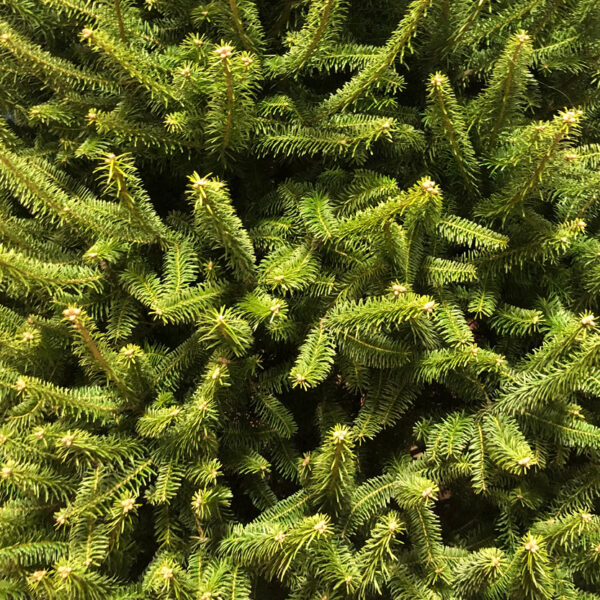 Selection Guide to the PCTGA